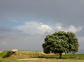 Picture Title - Dolmen and tree