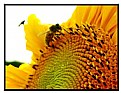 Picture Title - Sunflower - from a different angle