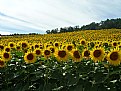 Picture Title - Sunflower Fields
