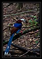 Picture Title - Blue Magpie