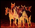 Picture Title - Horses in Fire