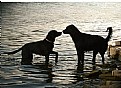 Picture Title - Two dogs a dipping