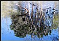 Picture Title - Spring Mirror