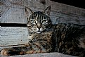 Picture Title - Barn Cat