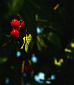 Picture Title - Cherry