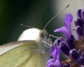 Picture Title - Butterfly on lavender.