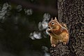 Picture Title - squirrel