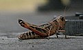 Picture Title -  Grass Hopper # 4