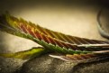 Picture Title - Rainbow Leaf