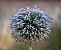 Picture Title - Desert Flower.