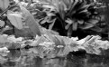 Picture Title - B & W water reflections