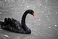 Picture Title - Black Swan