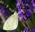 Picture Title - Butterfly on lavender.