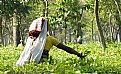 Picture Title - Life In Tea Garden