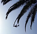 Picture Title - Aircraft & Palms