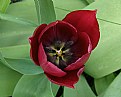 Picture Title - Tulip