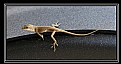 Picture Title - Tiny Lizard