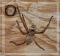 Picture Title - Huntsman Spider