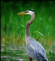 Picture Title - Great Blue Heron 