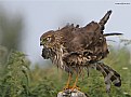 Picture Title - Meadow Harrier ...