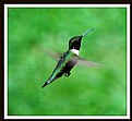 Picture Title - Portrait of a Hummingbird