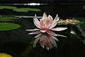 Picture Title - Pond Lily
