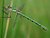 Female Scarce Emerald Damselfly, Lestes dryas (Kirby, 1890)