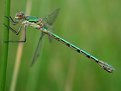 Picture Title - Female Scarce Emerald Damselfly, Lestes dryas (Kirby, 1890)