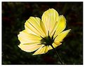 Picture Title - Yellow Poppy