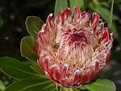 Picture Title - Protea pink ice