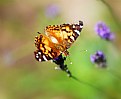 Picture Title - In a Summer Field