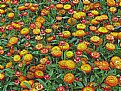 Picture Title - Australian Daisies