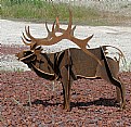 Picture Title - Metal Elk