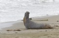 Picture Title - Big Sur