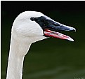 Picture Title - White Swan