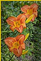 Picture Title - Three Day Lilly in row