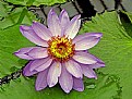 Picture Title - Water Lily