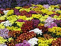 Picture Title - Flower Carpet