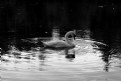 Picture Title - Swan lake