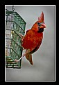 Picture Title - Red bird