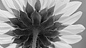 Picture Title - Sunflower in BW