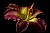 purple lily open