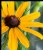 Black-Eyed Susan