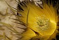 Picture Title - a little cactus flower