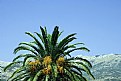 Picture Title - Palms & Mountain 