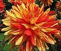 Picture Title - Dahlia