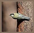 Picture Title - Parus major