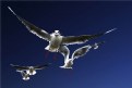 Picture Title - Gulls