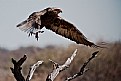Picture Title - eagle