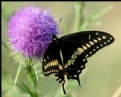 Picture Title - Black Swallowtail